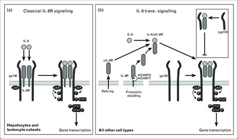 Signal Transduction Of Il 6 A Il 6 Classically Activates Cells By