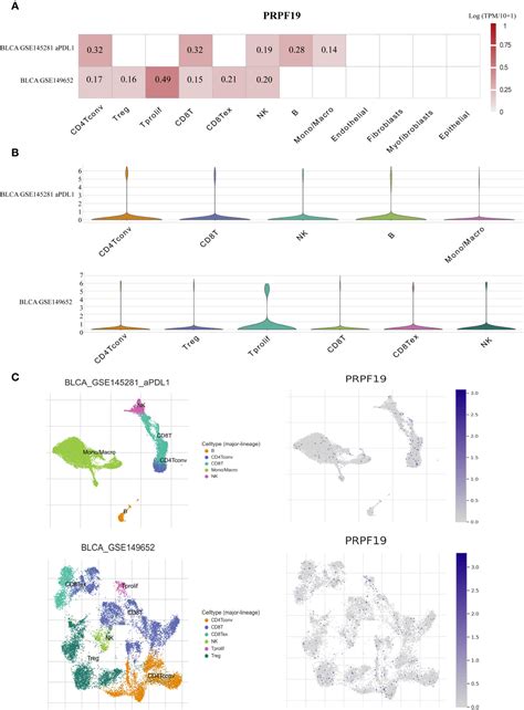 Frontiers Comprehensive Analysis Of Prpf Immune Infiltrates Dna