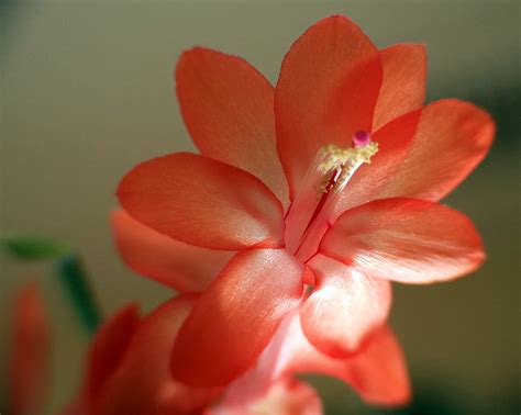 Hirt's Orange Christmas Cactus Plant - Zygocactus - 2" Pot - Walmart.com - Walmart.com