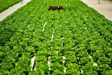 Hydroponics farming Images - Search Images on Everypixel