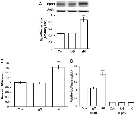 EpoR Expression And Regulation In H19 7 Cells The Changes In EpoR