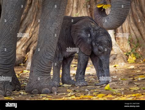 African Bush Elephant Loxodonta Africana Small Baby Elephant With Its