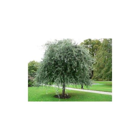 Buy Weeping Silver Pear Trees Pyrus Salicifolia Pendula Trees