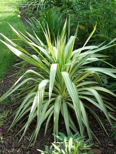 Plantfiles Pictures Yucca Curve Leaf Yucca Pendulous Yucca Weeping