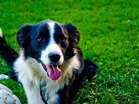 Border Collie Lab Mix - Complete Guide 2023 - Canine HQ