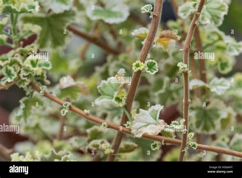 Pelargonium Crispum Variegatum Aromatic Plants Stock Photo Alamy