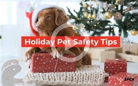 Holiday Pet Safety Tips Spca International