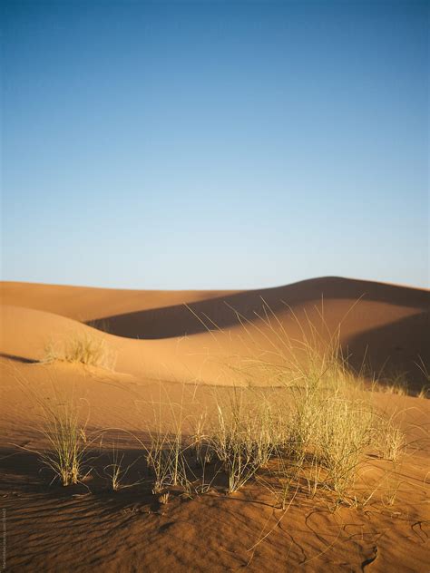 Grass Growing In The Desert By Stocksy Contributor Martin Matej