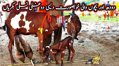 Top Class Desi Doodh Or Bacho Wali Bakriyan Bakra Mandi Haripur