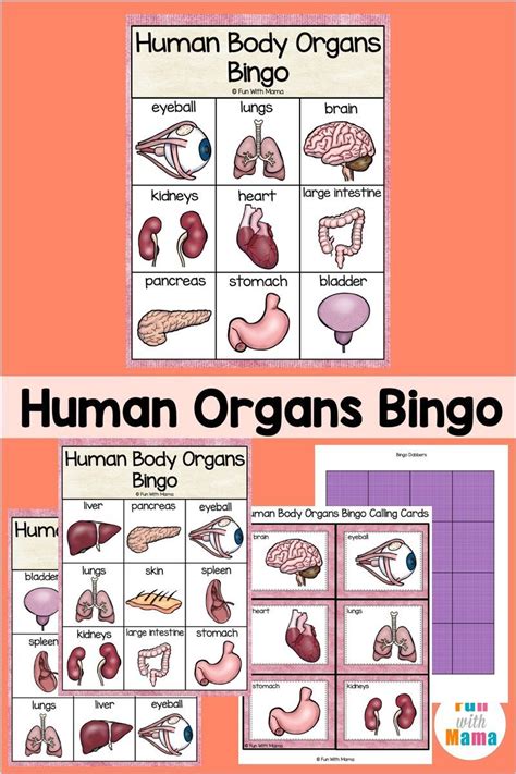 Human Organ Bingo For Kids Bingo For Kids Human Body Activities