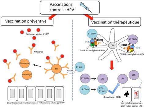 Les vaccins thérapeutiques contre le papillomavirus activité Site