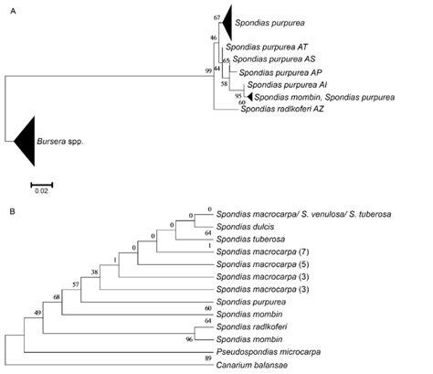 Reconstrucción filogenética máxima verosimilitud para A 99