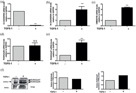 Role Of Runx2 Transcription Factor In Epithelial Mesenchymal Transition