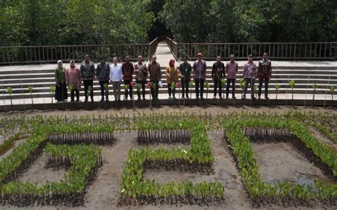 Ptba Dukung Rehabilitasi Mangrove