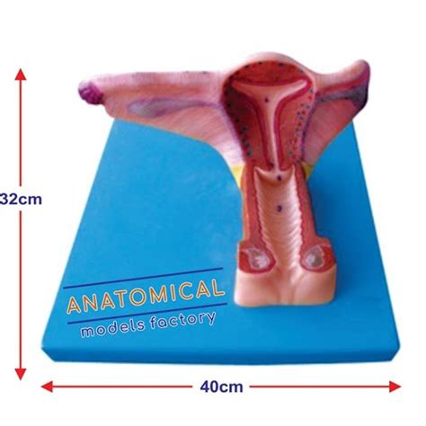 Anatomcal Natural Female Inner Genital Organ Models For Hospital At Rs