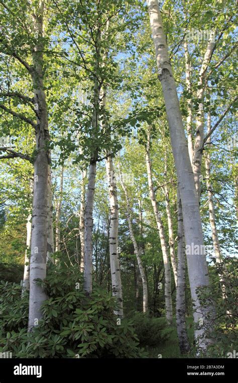 White Or Silver Birch Trees Betula Papyrifera White Mountain