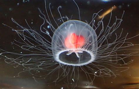 Immortal jellyfish: the secret to cheating death | Natural History Museum