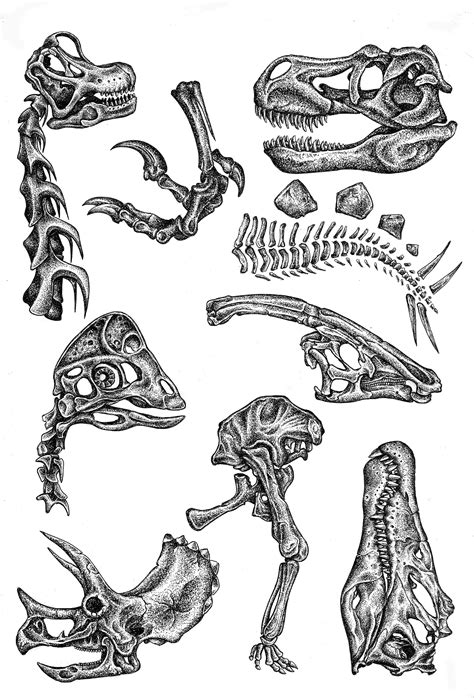 Dinosaur Fossils Matt Chamberlain Illustration