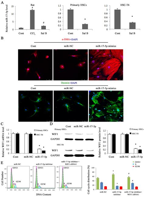 Mir P Over Expression Promoted The Activation Of Hscs And