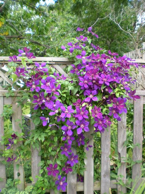 Creata's Gardening Corner - Coltul de Gradinarit al Cretei: Clematite ...