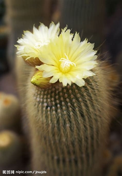 仙人掌花摄影图花草生物世界摄影图库昵图网