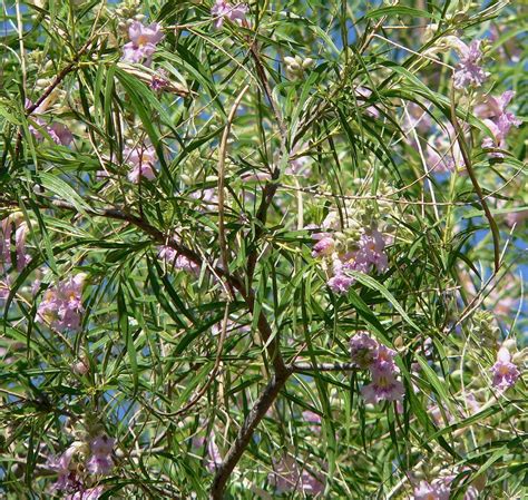 Caring For Desert Willows Learn How To Grow A Desert Willow Tree