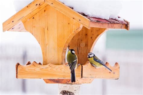 Bird Feeder With Tits In Winter Stock Photo Image Of Frost Scenic