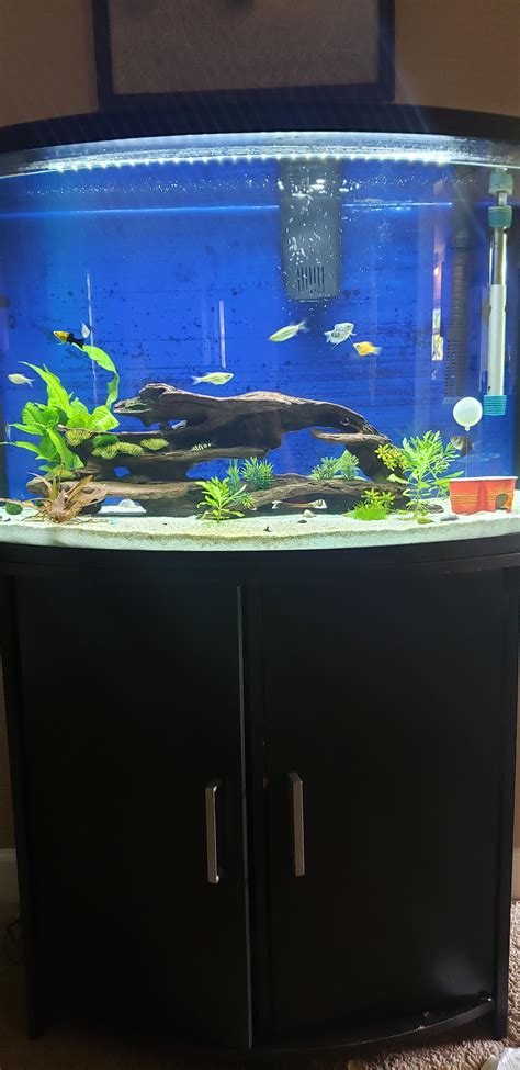 My 36 Gallon Planted Bowfront Aquarium R Aquariums