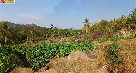 Kampung Unik Di Kebumen Singgah Ke Desa Terpencil Suasananya Seperti