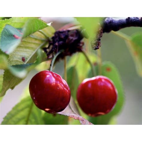 Cherry Tree - Seeds - SeedArea