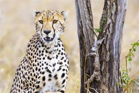 Cheetah Animal Facts Acinonyx Jubatus Az Animals