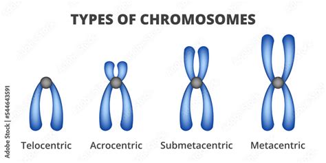 Vector illustration of types of chromosomes isolated on a white ...