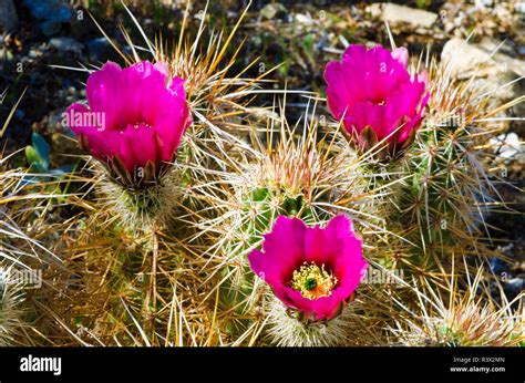 Engelmann Hedgehog Cactus Echinocereus Engelmannii In Voller Blüte In