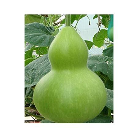 Amazon Giant Bottle Gourd Seed Lagenaria Leucantha Var Gourda