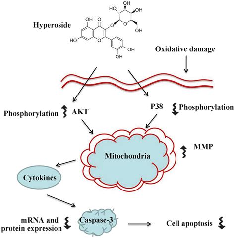 Hyperoside Protects Human Primary Melanocytes Against H2o2 Induced