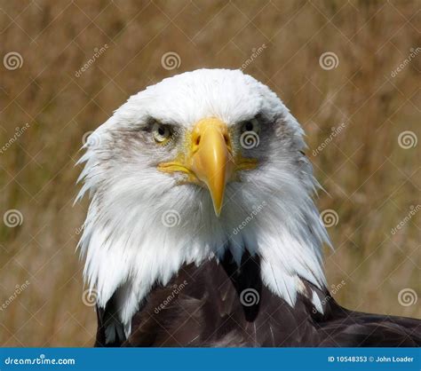 Bald Eagle stock image. Image of eyes, feathers, wild - 10548353