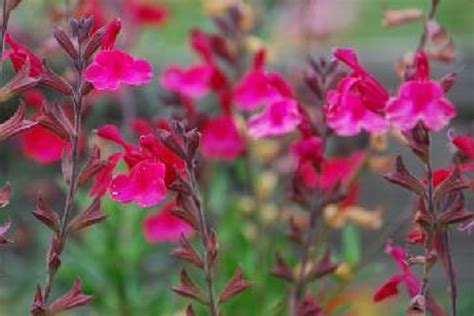 Salvia Greggii Wild Thing Perennial Plant Sale Shipped From Grower