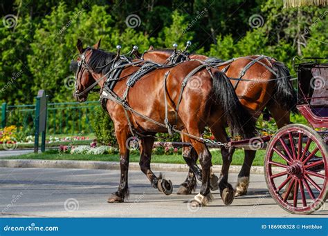 Two Horses Pulling Wagon Down Street Stock Photo - Image of pair, brown: 186908328