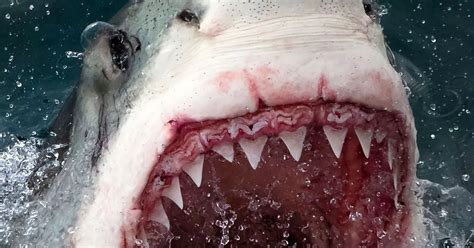 Incredible Great White Shark Shows Off Deadly Teeth Just Feet From