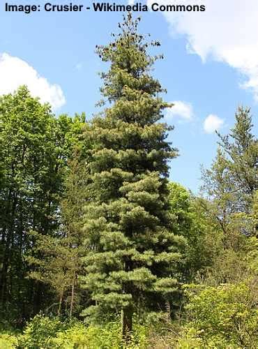 37 Types Of Pine Trees With Identification Guide Chart And Pictures 2022