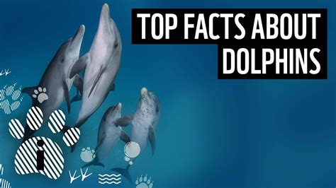 10 Sentences About Dolphin