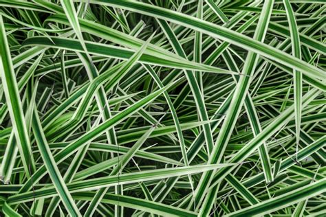 How to Grow and Care for Japanese Sedge