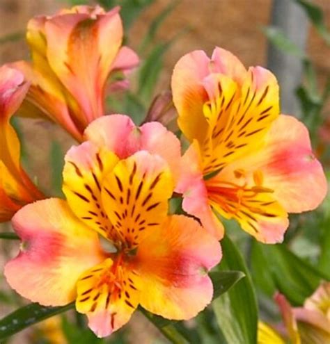 Yellow Coral Alstroemeria Plant Hardy Coral Peruvian Lily