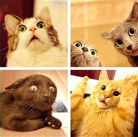 24 Cute Cats Photos Will Blow Your Mind