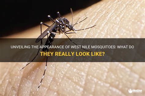 Unveiling The Appearance Of West Nile Mosquitoes: What Do They Really ...