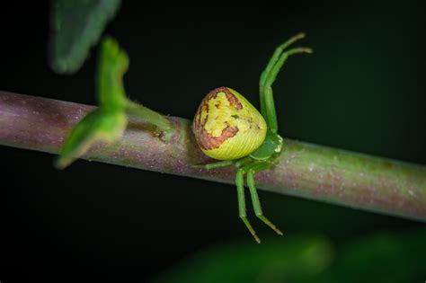 Spinne Makro Korallenspinne Kostenloses Foto Auf Pixabay Pixabay