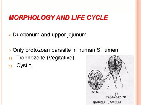 Flagellates Parasitology Ppt