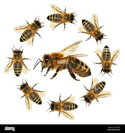 Group Of Bee Or Honeybee In Latin Apis Mellifera European Or Western