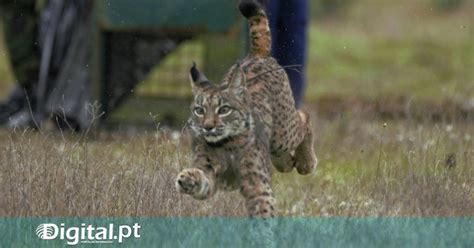 Ourique Exposi O Sobre Lince Ib Rico Na Biblioteca Municipal