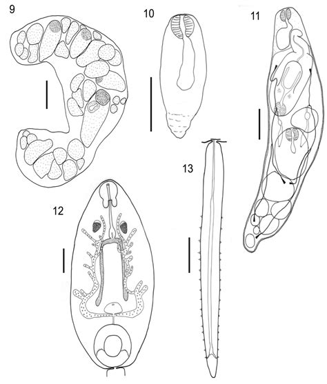 9 Sporocyst Fixed Specimen 10 Young Redia 11 Mature Redia 12